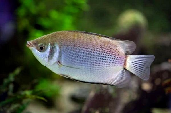 Los 18 peces Gourami más hermosos y cómo cuidarlos