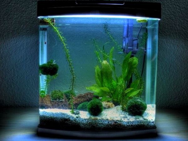 Los mejores tanques de peces de 3 galones (ideas de configuración, equipo, almacenamiento y más)