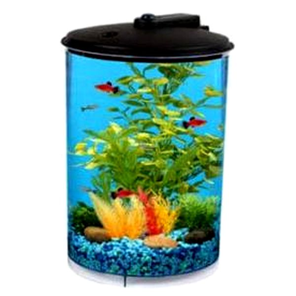 Los mejores tanques de peces de 3 galones (ideas de configuración, equipo, almacenamiento y más)