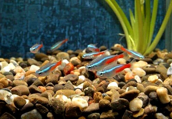 Los mejores tanques de peces de 3 galones (ideas de configuración, equipo, almacenamiento y más)