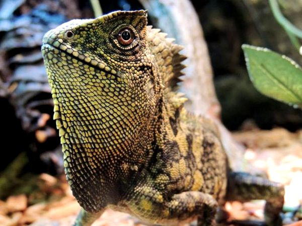 Manteniendo el lagarto de cabeza jorobada de Java