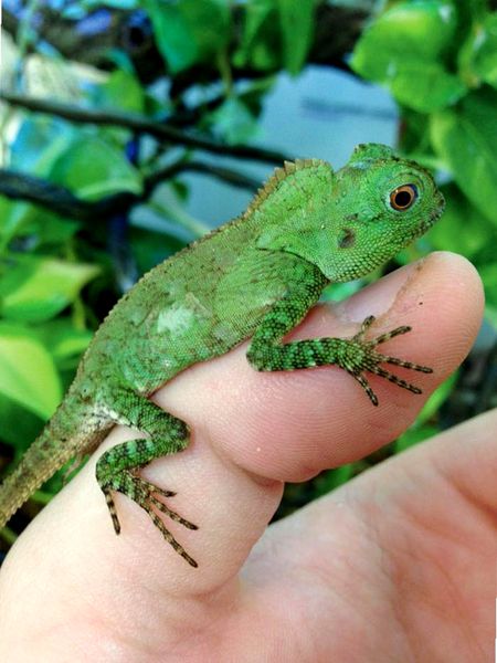 Manteniendo el lagarto de cabeza jorobada de Java