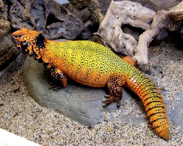 Manteniendo y criando Uromastyx marroquí