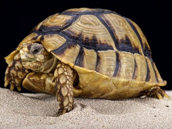 Observaciones de cría de tortugas egipcias