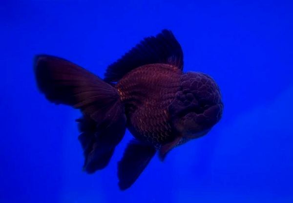 Oranda Goldfish Definitive Care Guide: Variedades de color, tamaño, vida útil y más ...