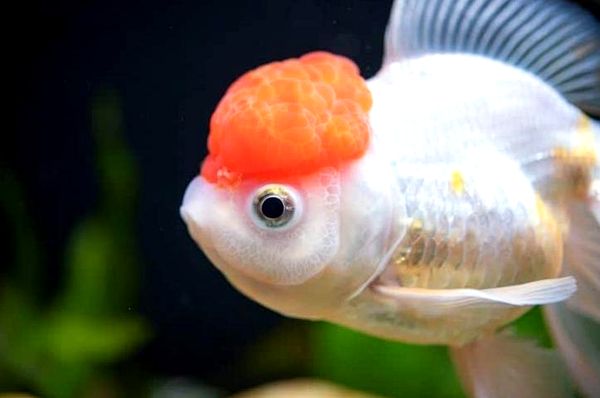 Oranda Goldfish Definitive Care Guide: Variedades de color, tamaño, vida útil y más ...