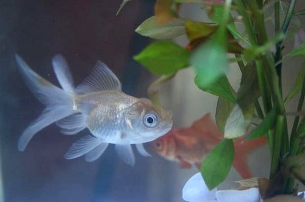 Oranda Goldfish Definitive Care Guide: Variedades de color, tamaño, vida útil y más ...