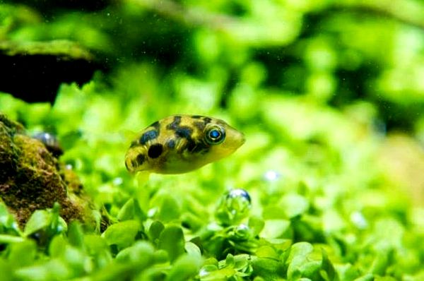 Perfect Pea Puffer: ¿Es este lindo pez enano ideal para tu tanque?