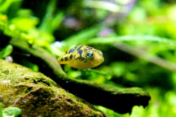 Perfect Pea Puffer: ¿Es este lindo pez enano ideal para tu tanque?