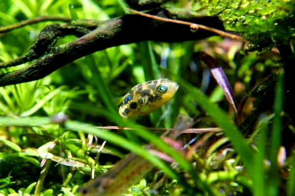 Perfect Pea Puffer: ¿Es este lindo pez enano ideal para tu tanque?