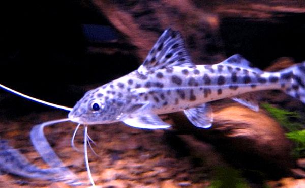 Pictus Catfish: tamaño, cuidado y compañeros de tanque