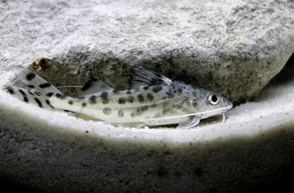 Pictus Catfish: tamaño, cuidado y compañeros de tanque