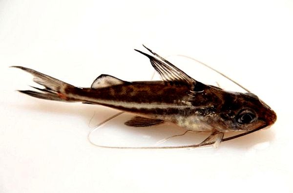 Pictus Catfish: tamaño, cuidado y compañeros de tanque