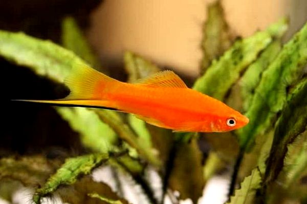 Platy Fish: la guía completa de cuidados