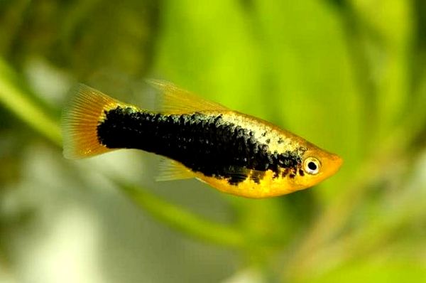 Platy Fish: la guía completa de cuidados