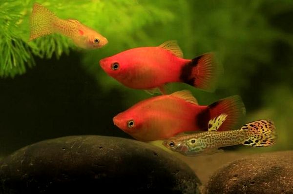 Platy Fish: la guía completa de cuidados