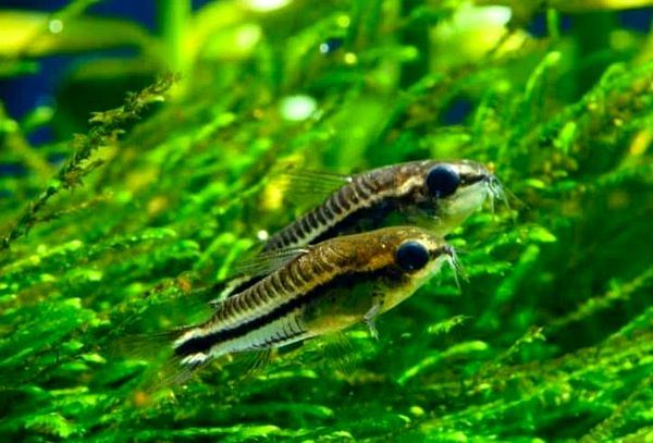 Pygmy Cory: tamaño, compañeros de tanque, cuidados y más ...