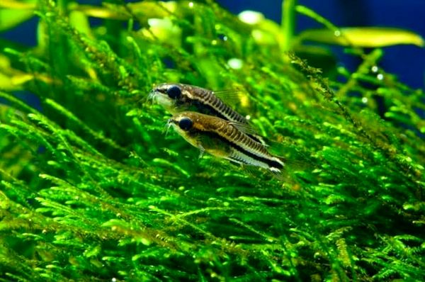 Pygmy Cory: tamaño, compañeros de tanque, cuidados y más ...