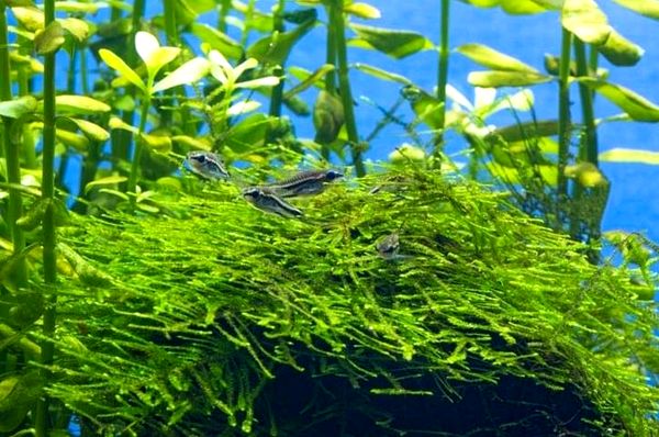 Pygmy Cory: tamaño, compañeros de tanque, cuidados y más ...