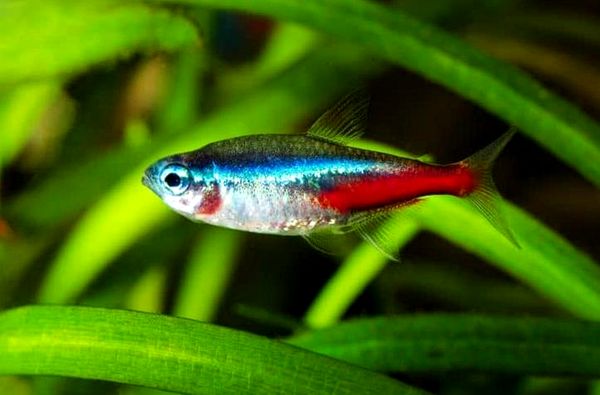 Pygmy Cory: tamaño, compañeros de tanque, cuidados y más ...