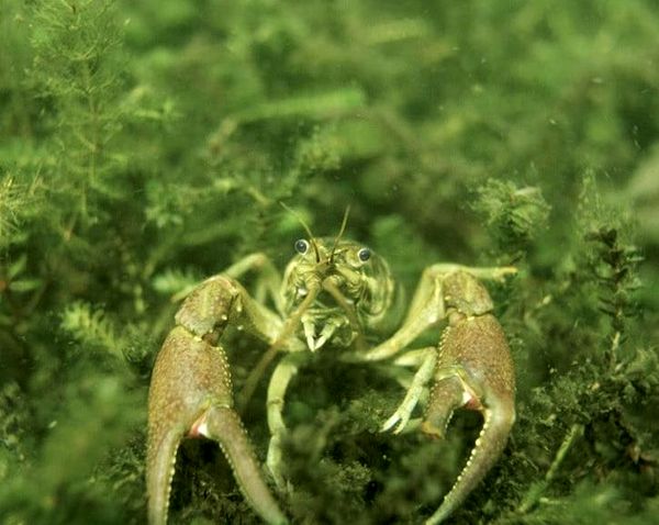 ¿Qué comen los cangrejos de río: en la naturaleza y en su acuario?