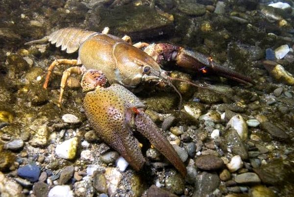 ¿Qué comen los cangrejos de río: en la naturaleza y en su acuario?