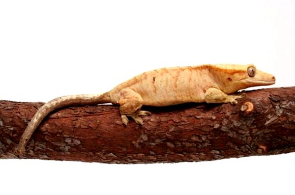 ¿Qué especie de gecko es adecuada para ti?