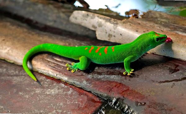 ¿Qué especie de gecko es adecuada para ti?