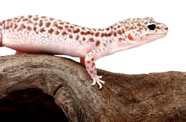 ¿Qué especie de gecko es adecuada para ti?