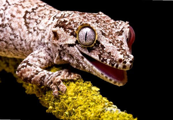 ¿Qué especie de gecko es adecuada para ti?