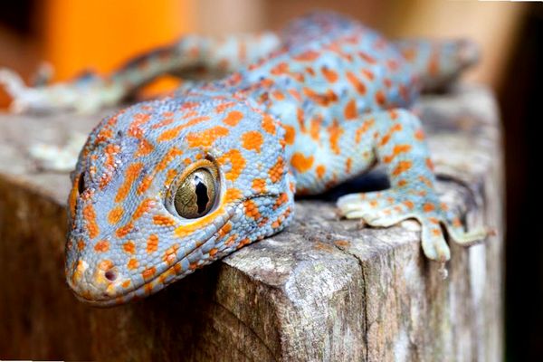 ¿Qué especie de gecko es adecuada para ti?