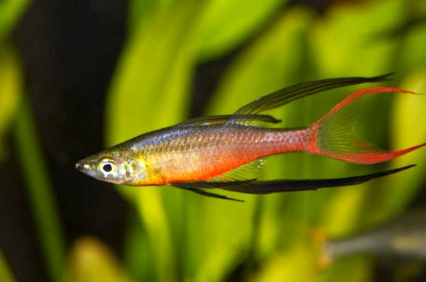 Rainbowfish - Una guía de cuidado completa