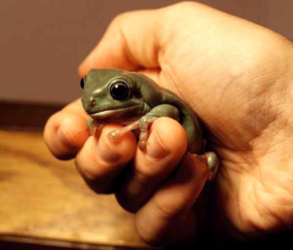 Ranas arborícolas blancas