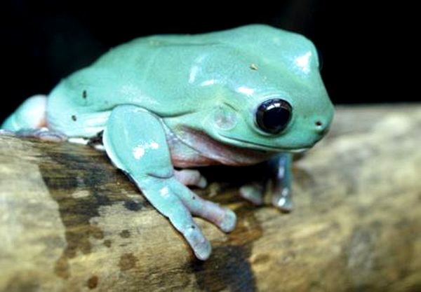 Ranas arborícolas blancas