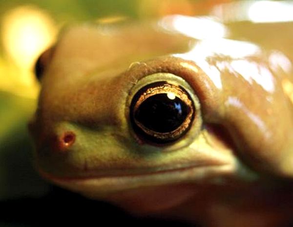 Ranas arborícolas blancas