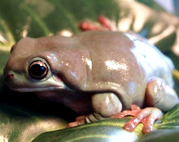 Ranas arborícolas blancas