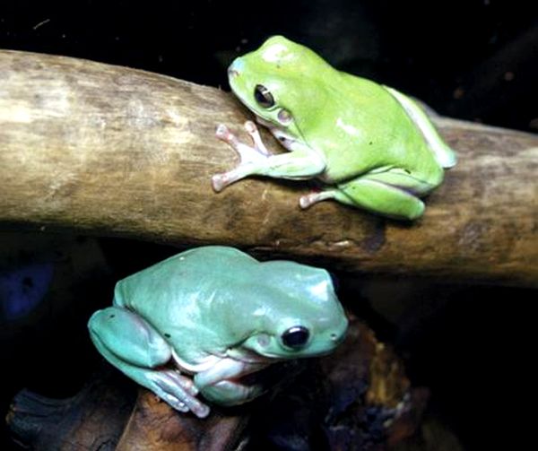 Ranas arborícolas blancas