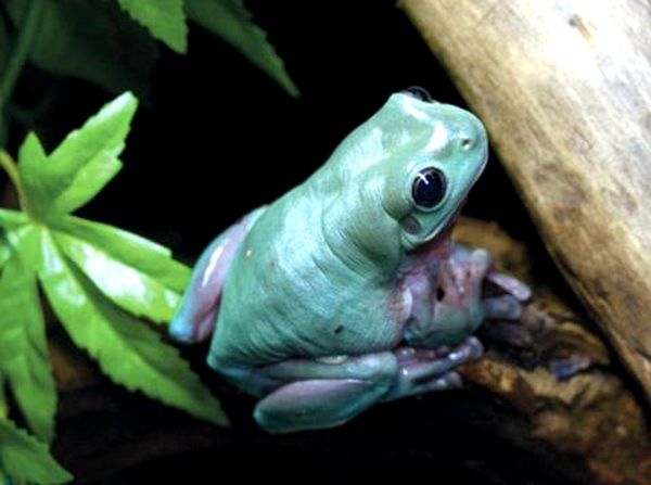 Ranas arborícolas blancas