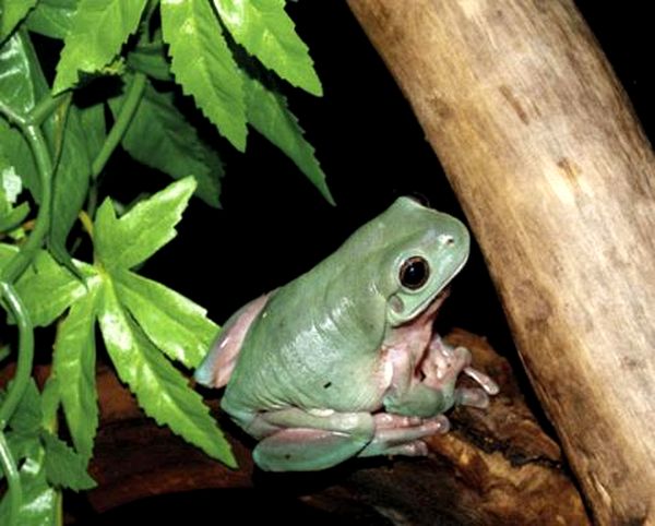 Ranas arborícolas blancas