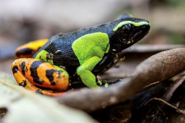 Ranas pintadas de Madagascar