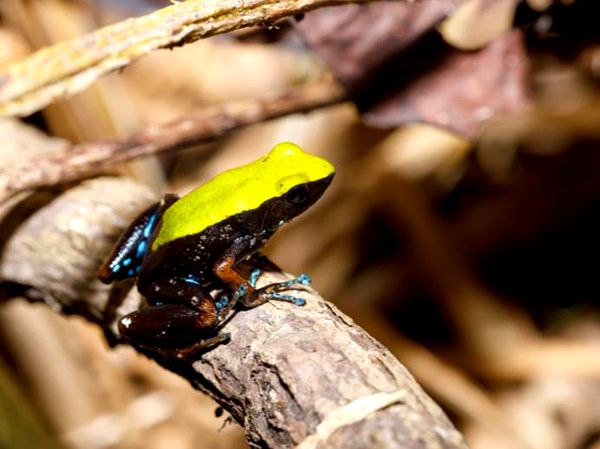 Ranas pintadas de Madagascar