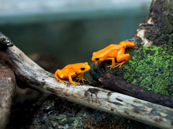 Ranas pintadas de Madagascar