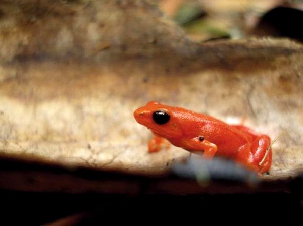 Ranas venenosas del género Mantella