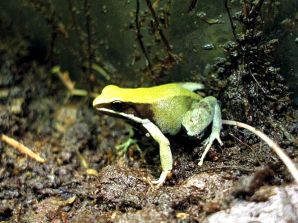 Ranas venenosas del género Mantella