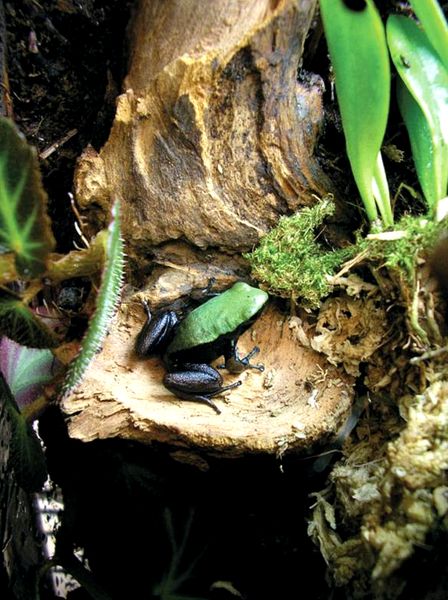 Ranas venenosas del género Mantella