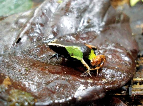 Ranas venenosas del género Mantella