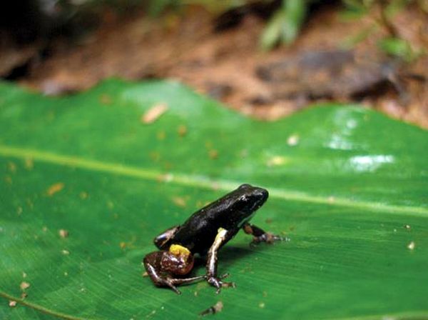 Ranas venenosas del género Mantella