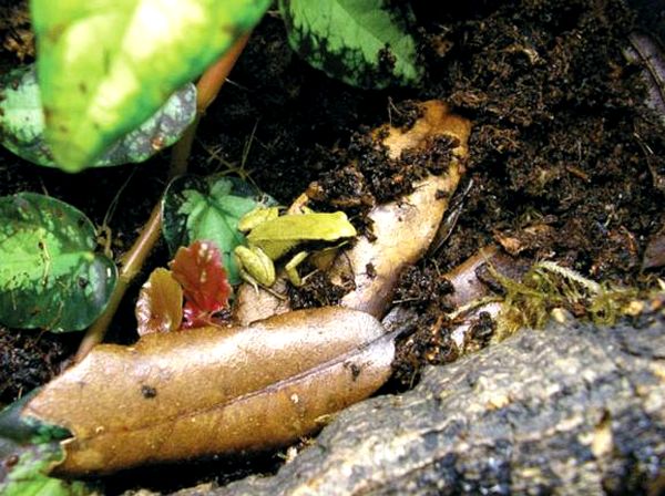 Ranas venenosas del género Mantella