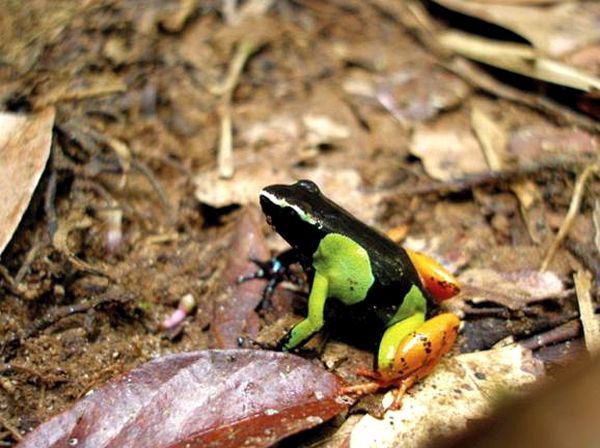 Ranas venenosas del género Mantella