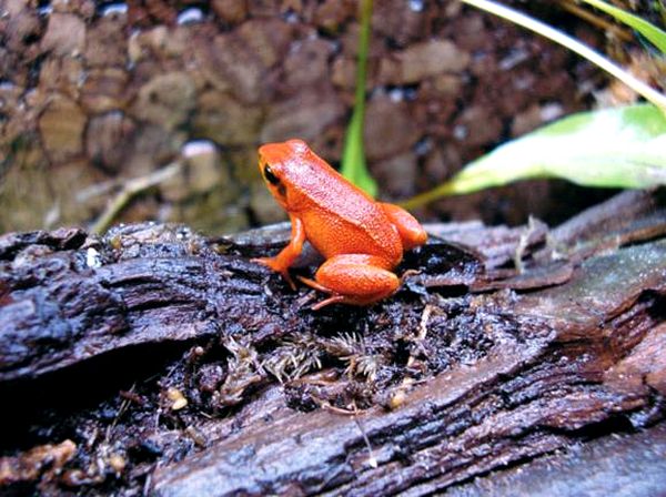 Ranas venenosas del género Mantella